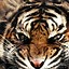 Image result for Beautiful Tiger Wallpaper Phone