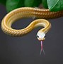 Image result for High Resolution Wallpaper Snake