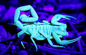 Image result for Scorpion Glowing Under Black Light
