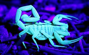 Image result for Venomous Scorpions