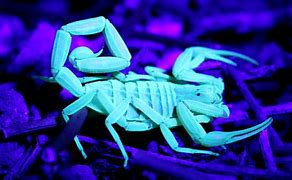 Image result for Scorpian Glowing