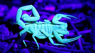 Image result for Glowing Desert Scorpion