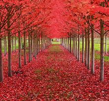 Image result for Exotic Trees