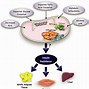 Image result for Golo Insulin-Resistance