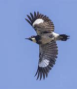 Image result for Acorn Woodpecker In-Flight