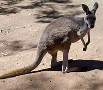 Image result for Kangaroo Pocket Hoodie