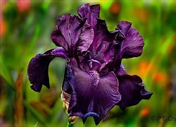 Image result for Iris Chang