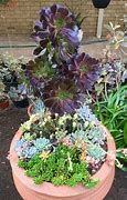 Image result for Best Planters for Succulents