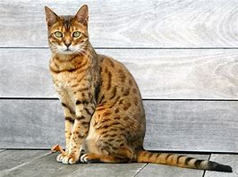 Image result for Bengal Domestic Cat
