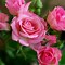 Image result for Rose Flower Wallpaper for Kindle Fire