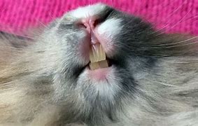 Image result for Bunny Teeth