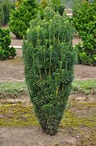 Image result for Columnar English Yew 3 Container