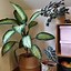 Image result for Lowe's Large Houseplants