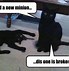 Image result for Extremely Funny Cat Memes