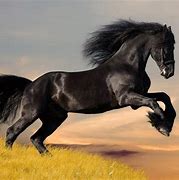 Image result for Real Horses