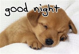 Image result for Funny Good Night Cartoons Dogs