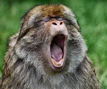 Image result for Funny Monkey On Fire