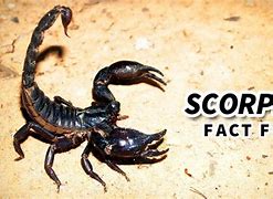 Image result for Scorpion Facts