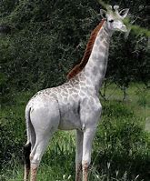 Image result for Albino Giraffe