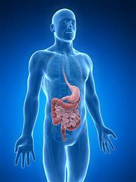 Image result for Food Digestive System