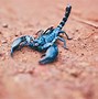 Image result for Colorado Scorpions