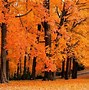 Image result for Free Fall Backgrounds Autumn Trees