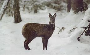Image result for Musk From Deer