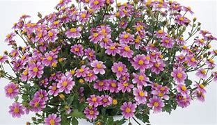Image result for Biden Flower Plant