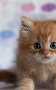 Image result for Kindle Fire Cat Wallpaper