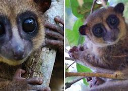 Image result for Cute Lemur Madagascar