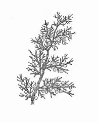 Image result for Eastern Red Cedar Full Tree Illustration