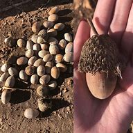 Image result for Acorns found stuffed by woodpeckers