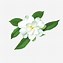 Image result for Dwarf Radicans Gardenia, 1 Gal- Dwarf Size Brings Gardenia Smell To Any Landscape, Cold Hardy