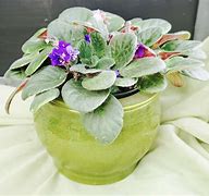 Image result for "self watering" africa violets pot