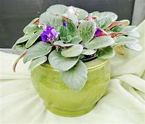 Image result for Violets Flowers for Pots