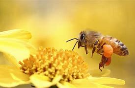 Image result for Honey Bee Black Background