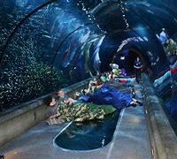 Image result for Aquariums Near Me to Visit