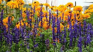 Image result for Tall Perennials