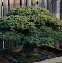 Image result for Tree That Survived Hiroshima