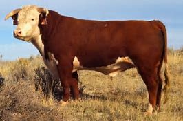 Image result for cattle Bulls