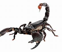 Image result for Scorpion No Background