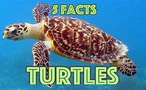 Image result for Awesome Facts About Turtles