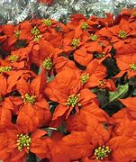 Image result for Bloom Room Holiday Potted Poinsettia Arrangement - Red