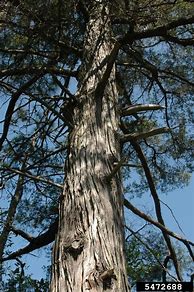 Image result for Eastern White Cedar Trees