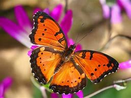 Image result for Amazing Butterfly