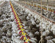 Image result for Inhumane Chicken Farming