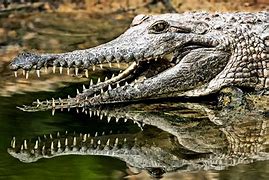 Image result for Dents Crocodile