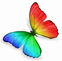 Image result for Rainbow Butterfly