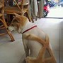 Image result for Fun Dog Hair Cuts