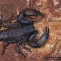 Image result for Giant Scorpion Crawling Over a Mountain